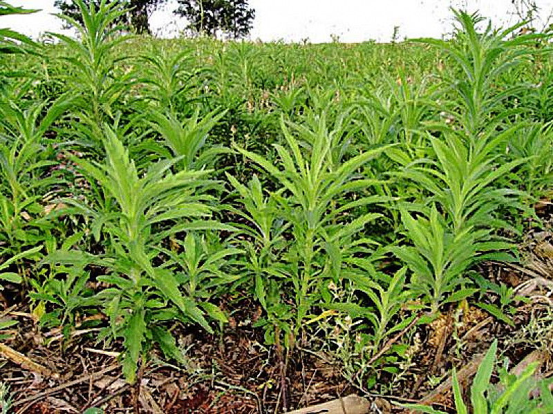 Saiba Quais As Esp Cies Mais Comuns De Plantas Daninhas E Como Combat