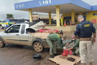 Homem é multado em R$ 7 milhões por transportar 14 mil minhocuçus