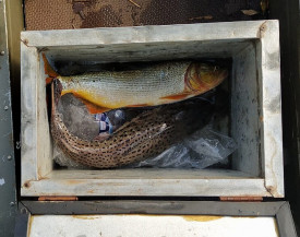 PMA prende e autua pescador em R$ 4,9 mil por capturar e abater dourado