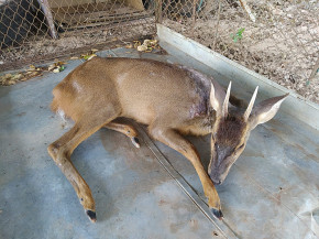 PMA resgata um veado ferido por tiro em chácara próxima à Aquidauana
