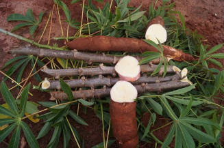 Foto: Vanderlei Santos