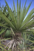 Pesquisas da Embrapa com fibras naturais são garantia de geração de renda para comunidades extrativistas