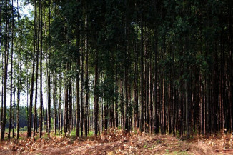 MS tem potencial de exportação para gigantes da celulose