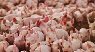 Custo de produção de suínos passa dos R$ 7 por quilo vivo
