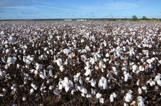 Mapa publica zoneamento agrícola do algodão herbáceo para safra 2021/2022