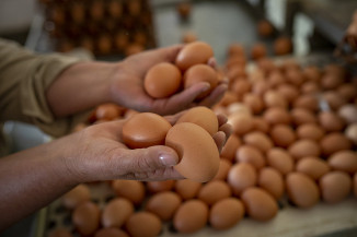 Produção de ovos orgânicos tem diversas regras