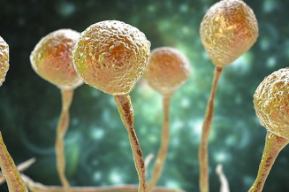 Fungo Mucor, ilustrado na imagem, é um dos responsáveis pela mucormicose que acomete os pacientes com Covid-19 na Índia — Foto: Getty Images via BBC