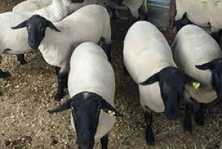 Saiba mais sobre a raça ovina Suffolk