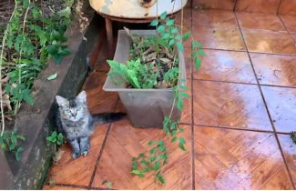 Gata Mili, ao lado de vaso onde cobra cascavel foi encontrada, em Bandeirantes (MS