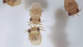 A NASA irá lançar lulas e tardígrados ao espaço no próximo mês