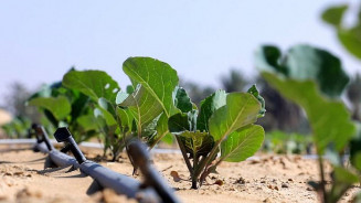 Tecnologia permite cultivo de lavouras no deserto economizando até 80% de água