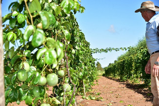 MS conta com Zoneamento Agrícola de Risco Climático de maracujá e de sorgo forrageiro