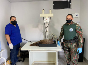 PMA captura porco-do-mato doente em estrada vicinal de Anaurilândia