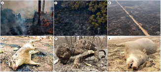 Estudo mostra que 4,65 bilhões de animais foram afetados com as queimadas no Pantanal