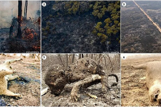 Estudo mostra que 4,65 bilhões de animais foram afetados com as queimadas no Pantanal