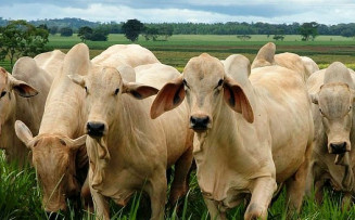 Arroba do Boi Gordo bate recorde no Cepea, mas futuros seguem em baixa