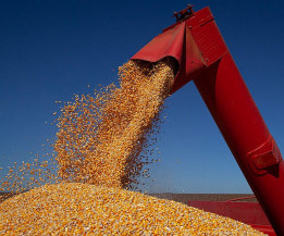 Perdas causadas pelo clima seco reduzem estimativa para 65,3 milhões de t