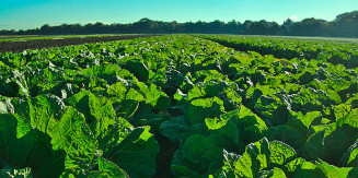 Frente parlamentar defende fim dos incentivos fiscais para agrotóxicos