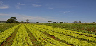 Adoção de tecnologias pode mitigar efeitos negativos da seca na produção agrícola