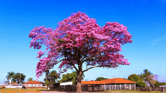 Giro da Onça: Conheça mais sobre a florada dos Ipês