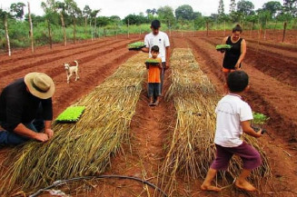 Japorã implanta hortas na Aldeia Porto Lindo