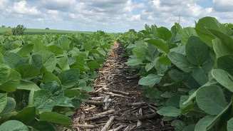 Soja: saca cai 3% na semana no porto de Paranaguá (PR)