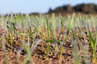 Investir em culturas de inverno pode beneficiar produtividade das lavouras de verão