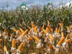 Exportação de milho do Brasil deve cair pela metade em julho, indica agência