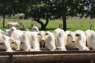 Boi ‘padrão China’ vale até R$ 5 a mais no mercado brasileiro