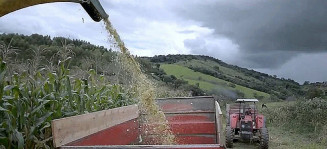 IBGE prevê safra recorde de 258,5 milhões de toneladas em 2021