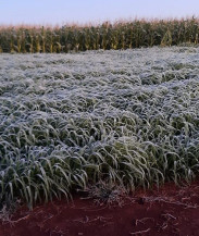 Com geadas, produtor relata perdas de 80% em lavoura de milho no PR