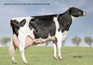 Vaca Rhoelandt 372 LEDA Doc Stormatic Foto: Serviço Controle Leiteiro Oficial da Associação Paranaense/ Divulgação