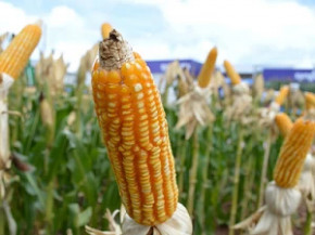 Demanda por milho no Brasil pode chegar a 40 mi de toneladas no 2º semestre