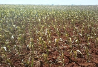 Conab faz acompanhamento especial do impacto das geadas nas lavouras