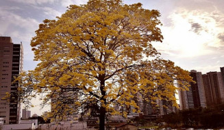 Semana será de tempo firme, seco e de grande variação térmica