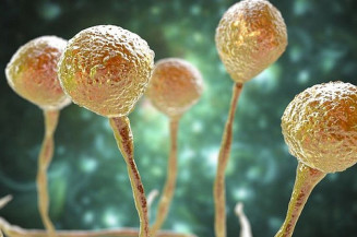 MS confirma primeiro caso de mucormicose em idoso de 71 anos