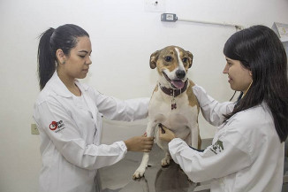 Cuidados com a nutrição de cães e gatos é tema de palestra on-line