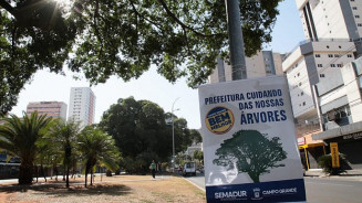 Campo Grande comemora aniversário centenário de suas figueiras históricas