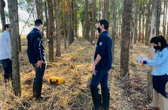 Pesquisa de MS avalia emissões de diferentes espécies de eucalipto