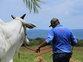 Preços do boi caem no atacado com reposição lenta