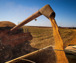 Preço do milho no indicador Cepea ensaia recuperação