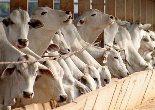 Volume de carne bovina estocada preocupa mercado, diz Safras