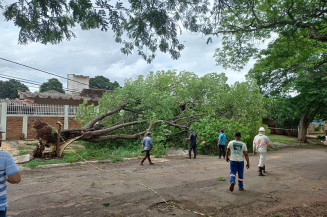 Força tarefa da Prefeitura de Dourados retira 50 árvores caídas