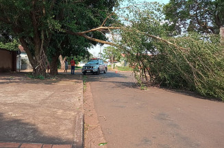 Chuva derruba mais 15 árvores em Dourados