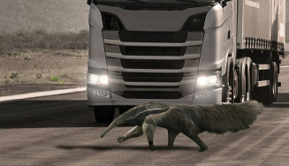 Giro da Onça: Governo prepara projeto para proteger fauna das margens de rodovias