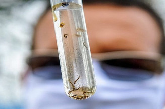 MS lança Campanha de Enfrentamento à Dengue, Zika e Chikungunya