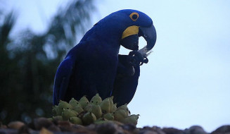 Bonito Convention Bureau assume célula executiva da IGR Rota Pantanal-Bonito