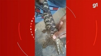 Jacaré é encontrado dentro de casa após fortes chuvas em Paranaíba