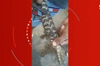 Jacaré é encontrado dentro de casa após fortes chuvas em Paranaíba