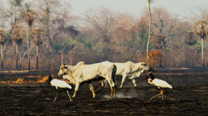 Giro da Onça: Nosso Pantanal agoniza e já tem mais de 1 milhão de hectares incendiados